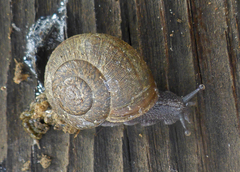 Helminthoglypta contracostae