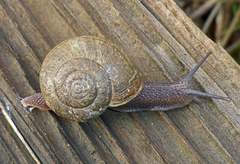 Helminthoglypta contracostae