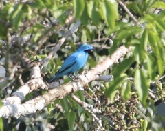Cotinga maynana