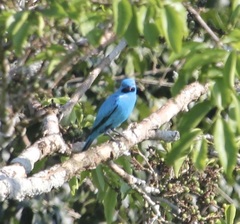 Cotinga maynana