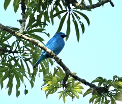 Cotinga maynana