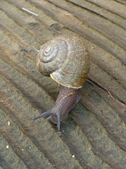 Helminthoglypta contracostae