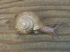 Helminthoglypta contracostae