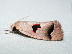 Acanthodela erythrosema