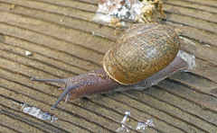 Helminthoglypta contracostae