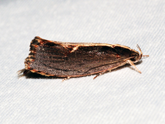 Archaereta dorsivittella