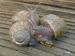 Helminthoglypta contracostae