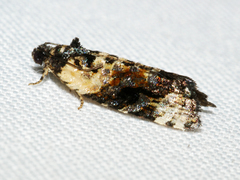 Asthenoptycha iriodes