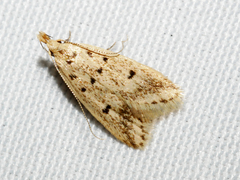 Atheropla decaspila