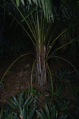 Syagrus