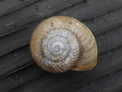 Helminthoglypta contracostae