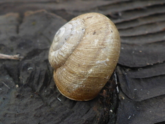 Helminthoglypta contracostae