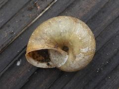 Helminthoglypta contracostae