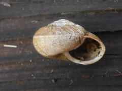 Helminthoglypta contracostae