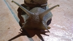 Megalobulimus lorentzianus