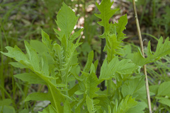 Saussurea neopulchella