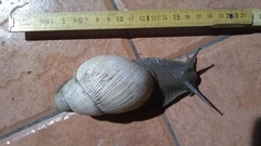 Megalobulimus lorentzianus