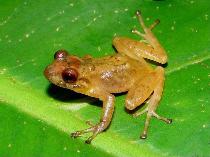 Bucaramanga Robber Frog