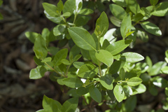 Rhododendron sichotense