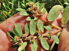 Euphorbia humistrata