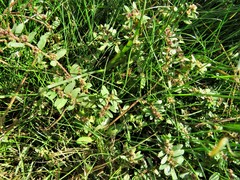 Euphorbia humistrata