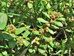 Euphorbia humistrata