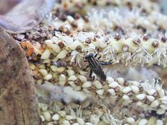 Orthoprosopa bilineata
