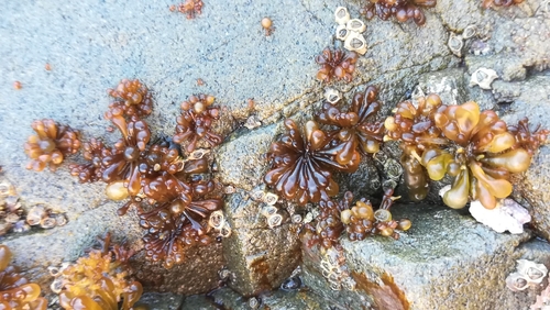 Catenellopsis oligarthra, 2021-02-03
