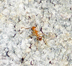 Pheidole fallax
