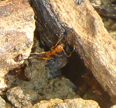 Pheidole fallax