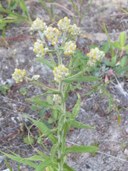 Pseudognaphalium macounii