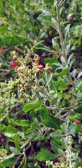 Chenopodium parabolicum