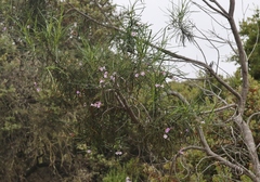 Eriodictyon altissimum