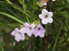 Eriodictyon altissimum