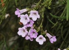 Eriodictyon altissimum