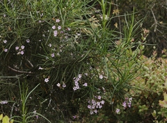 Eriodictyon altissimum