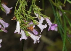 Eriodictyon altissimum