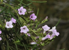 Eriodictyon altissimum