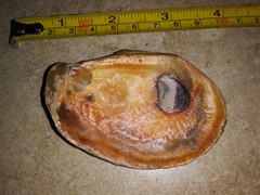 Crassostrea