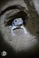 Teratoscincus keyserlingii