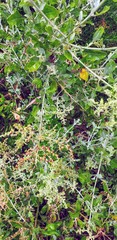 Chenopodium parabolicum