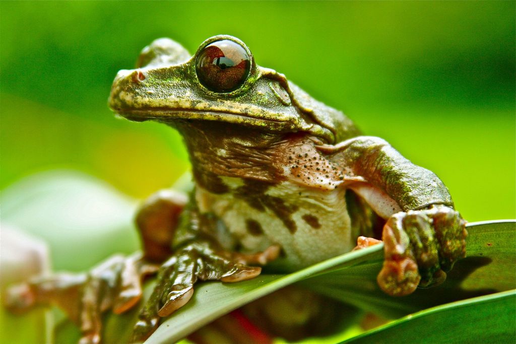Ecnomiohyla rabborum en julio 2005 por ramon_d · iNaturalist Mexico