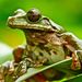 Hyline Tree Frogs - Photo (c) ramon_d, some rights reserved (CC BY-NC), uploaded by ramon_d