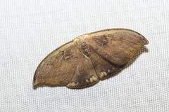Callidrepana pulcherrima