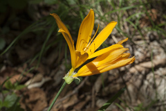 Hemerocallis middendorffii