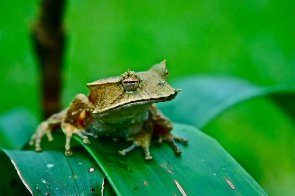 Talamanca Horned Tree Frog