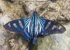 Phocides perillus
