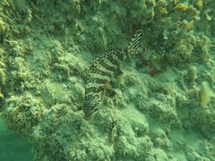 Goniistius rubrolabiatus