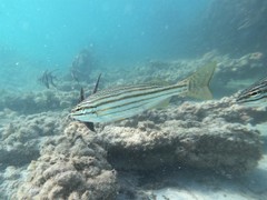 Helotes octolineatus