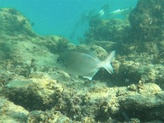Kyphosus cornelii